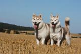 SIBERIAN HUSKY 692